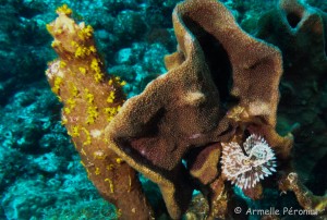 Malendure - îlet Pigeon